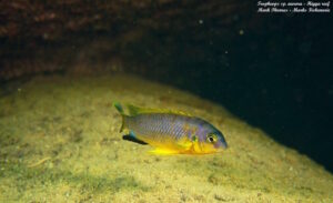 Tropheops sp. 'aurora'